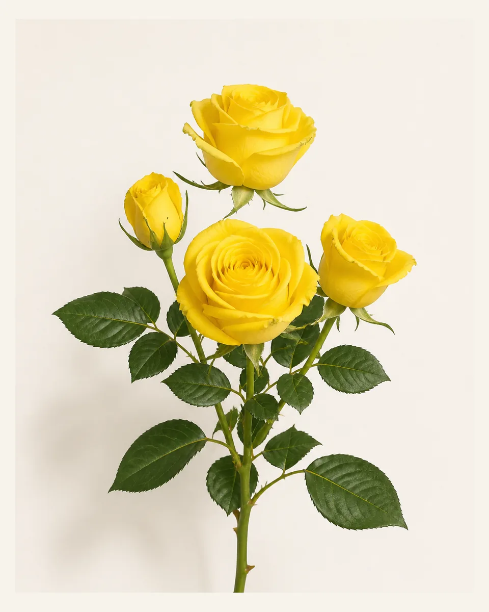 رز هلندی